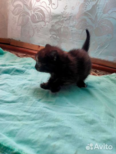 Кошки в добрые руки бесплатно