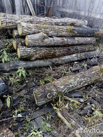 Столбы дубовые