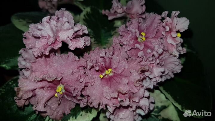 Фиалка сорт.Ness