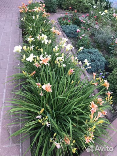 Лилейники, бадан, хоста