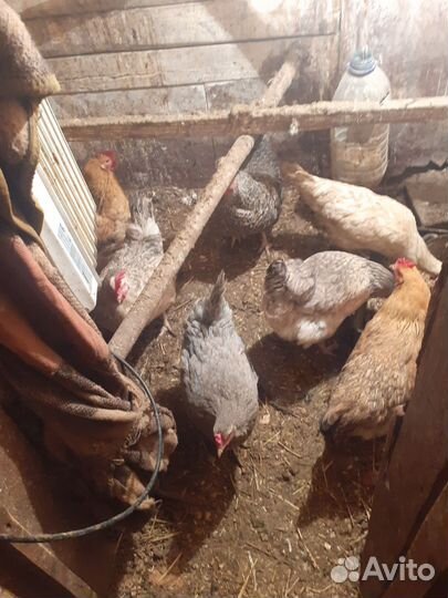 Куры несушки продам