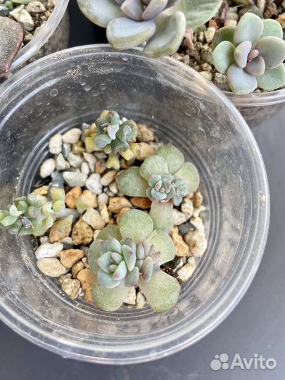Суккленты, микс