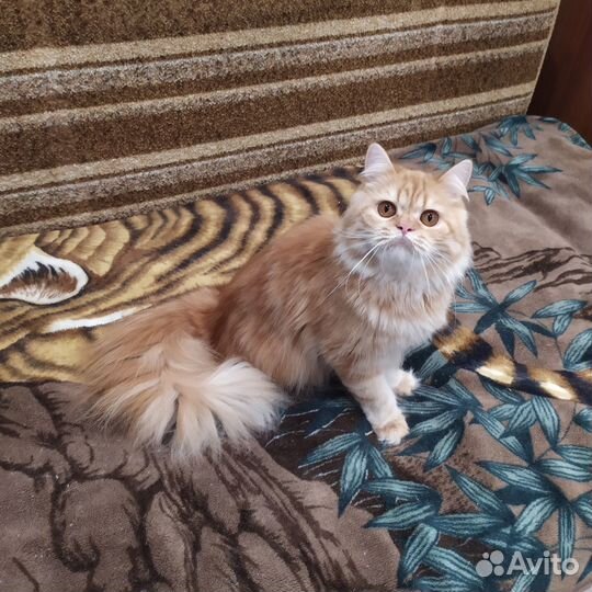 Кошечка хайленд страйт