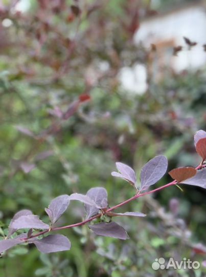 Саженцы барбариса