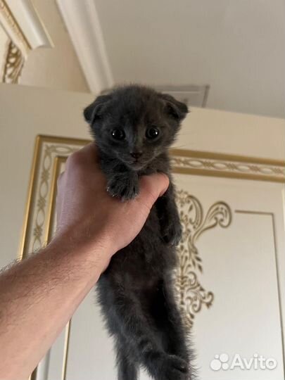 Шотландские котята