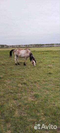 Продам лошадь