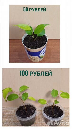 Фикус Бенджамина