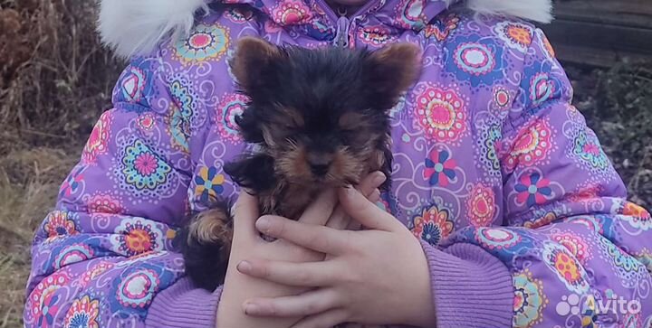 Йоркширский терьер, девочка мини