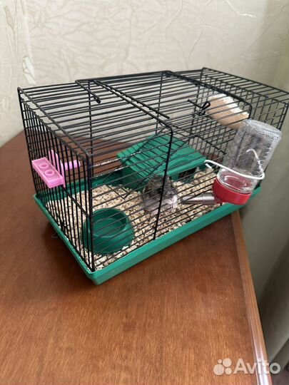 Джунгарский хомяк с клеткой бесплатно