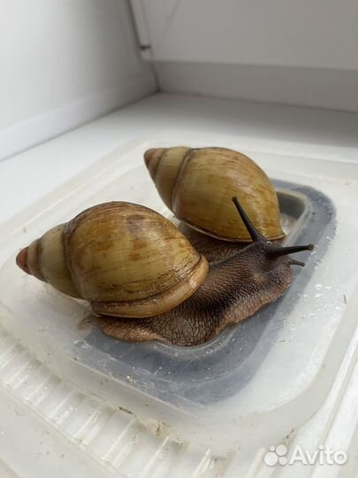 Архахатина маргината гревелли голд