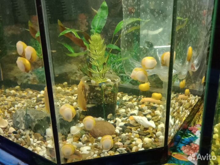 Улитки ампулярии