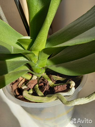 Орхидея фаленопсис