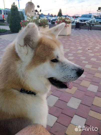 Акита ину вязка