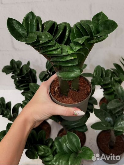 Замиокулькас Зензи, карлик, замиифолия