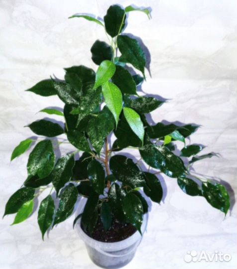 Фикус Бенджамина