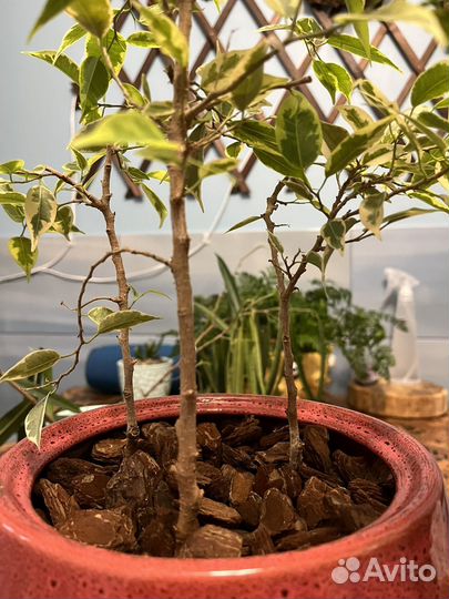 Фикус бенджамина