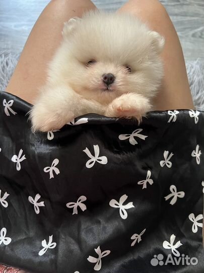 Померанский шпиц медвежьего типа