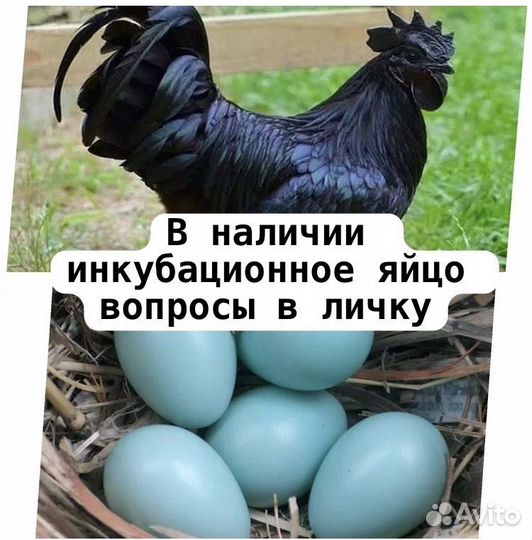 Инкубационное яйцо ухейилюй