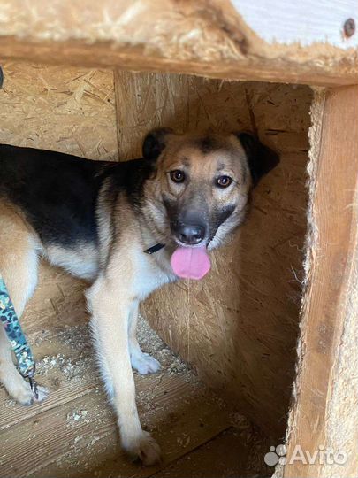 Молодая собака с несчастной судьбой в дар Москва