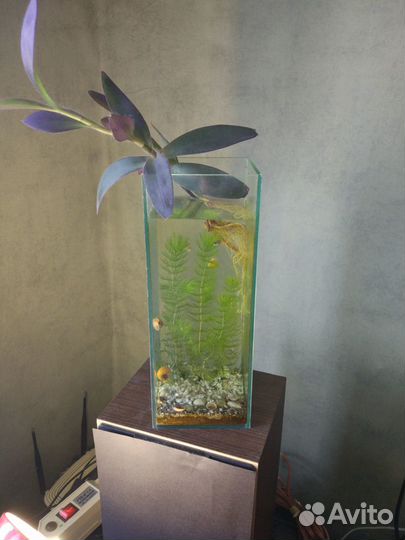 Ваза - аквариум