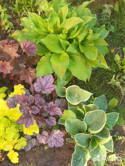 Цветы многолетние