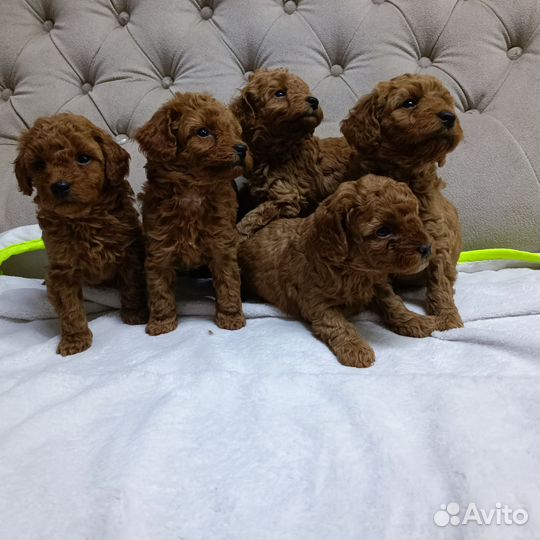 Щенки пуделя