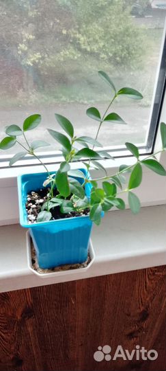 Комнатные растения