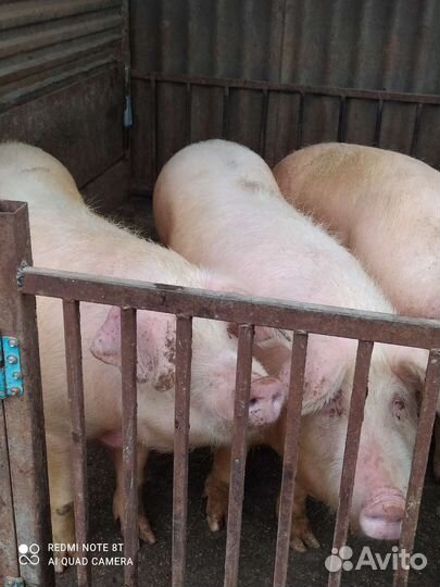 Свиньи живым весом