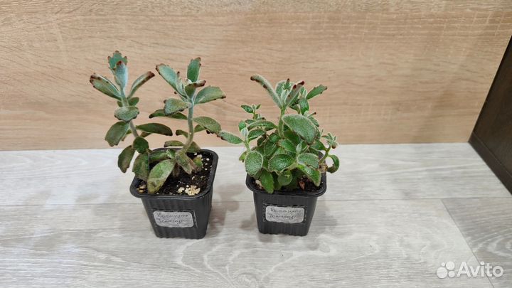 Суккуленты