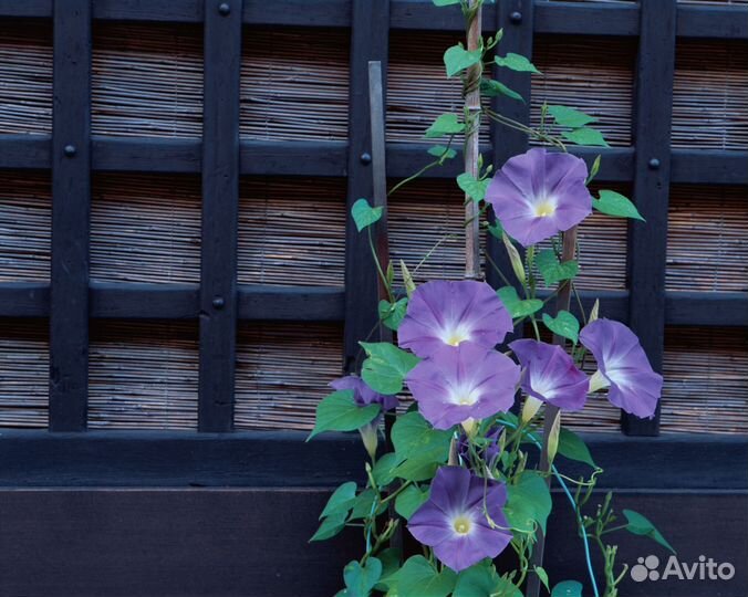 Семена Вьюнок садовый