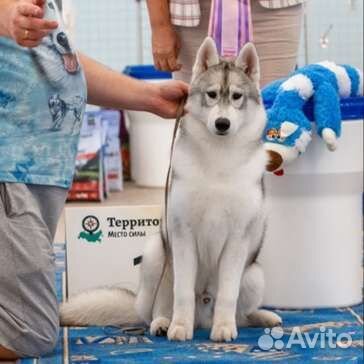 Щенки сибирский хаски