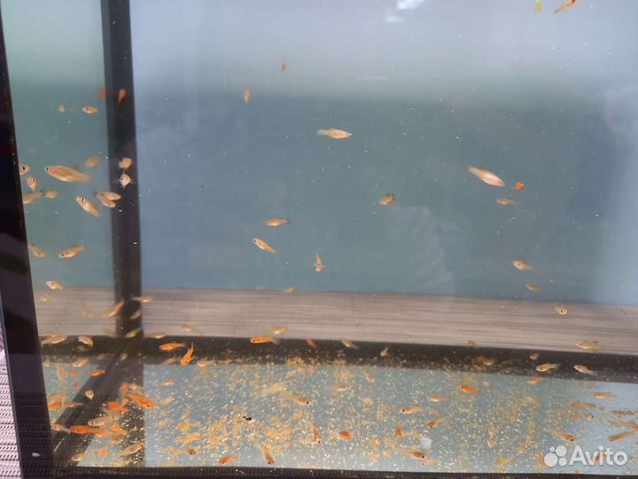 Малёк меченосца