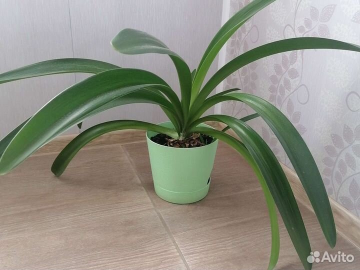 Гиппиаструм