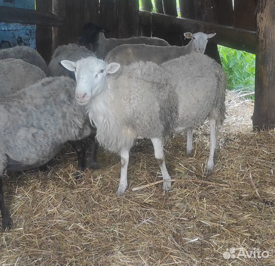 Продам барана