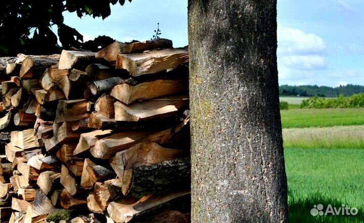 Дрова Осиновые