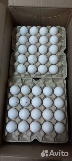 Яйцо куриное оптом и в розницу