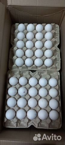 Яйцо куриное оптом и в розницу