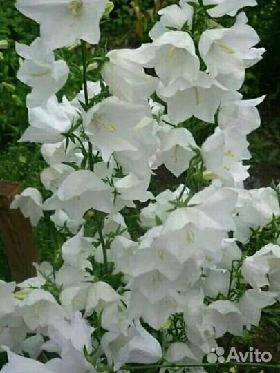 Колокольчики белые