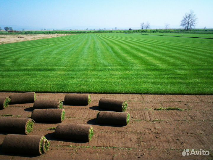 Газон рулонный мятлик