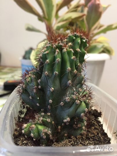 Комнатные растения,офисные-кактус цереус скалистый