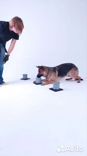 Дрессировка и воспитание собак