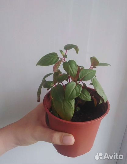 Фуксия сорт Marinka