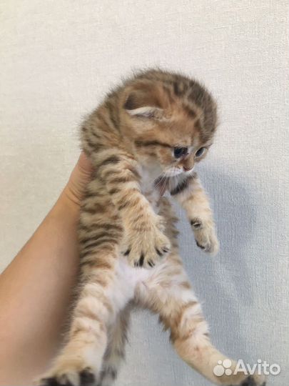 Шикарные золотые малышки