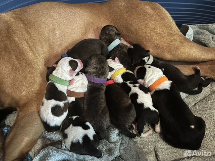 Щенки Питбуля - бронь
