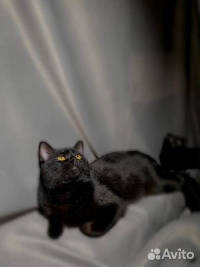 Котёнок шотландец