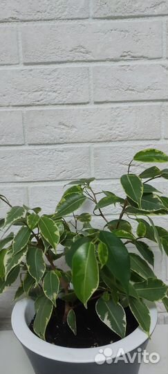 Комнатные растения цветы