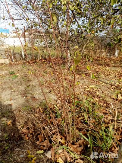 Саженцы вишни шпанка