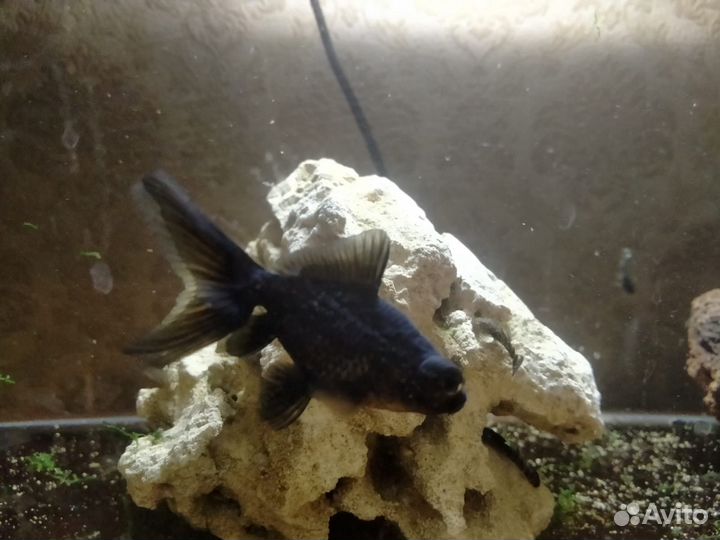 Аквариумные рыбки