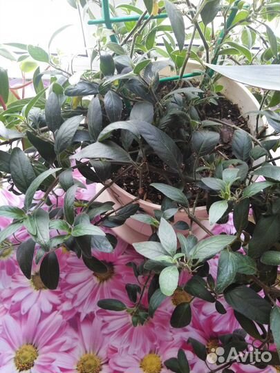 Комнатные цветы