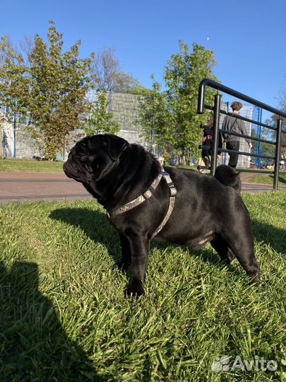 Мопс вязка мальчик